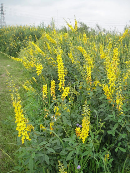 Crotalaria Pallida Smooth Rattlebox Rattlepod Perennial Edible Herb – Perennial Flower Seeds
