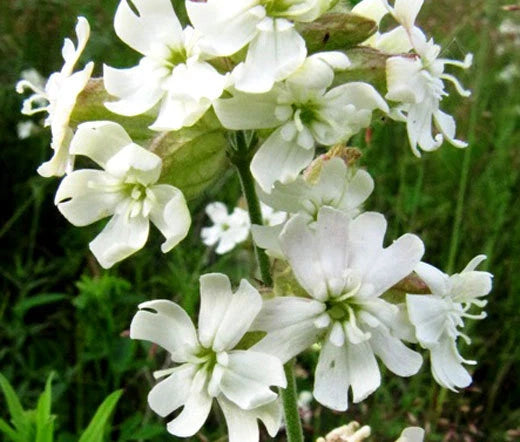 Catchfly Nodding White Snowdrop Silene Pendula – Hardy Garden Flower Seeds