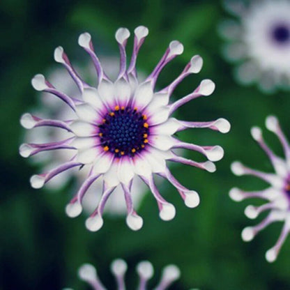Blue Daisy Osteospermum Whirligig – Garden Flower Seeds