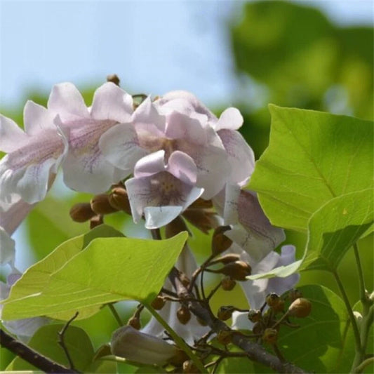 Royal Empress Tree Paulownia Tomentosa – Ornamental Tree Seeds