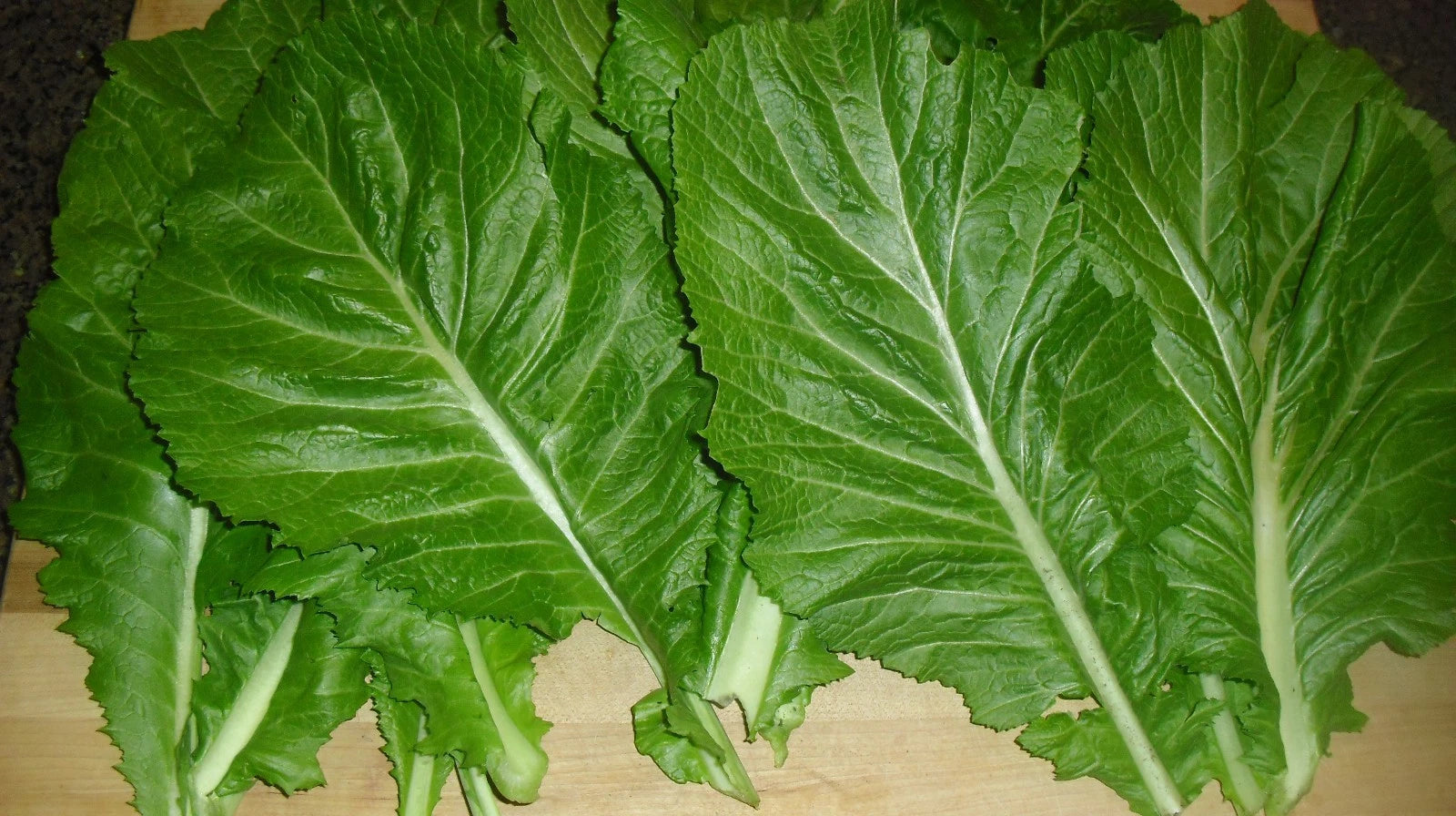 Mustard Florida Broadleaf – Garden Flower Seeds for Planting