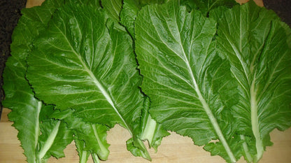Mustard Florida Broadleaf – Garden Flower Seeds for Planting