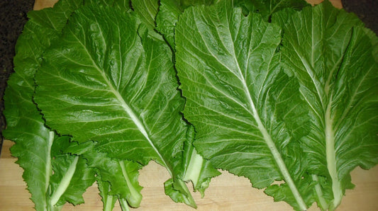 Mustard Florida Broadleaf – Garden Flower Seeds for Planting
