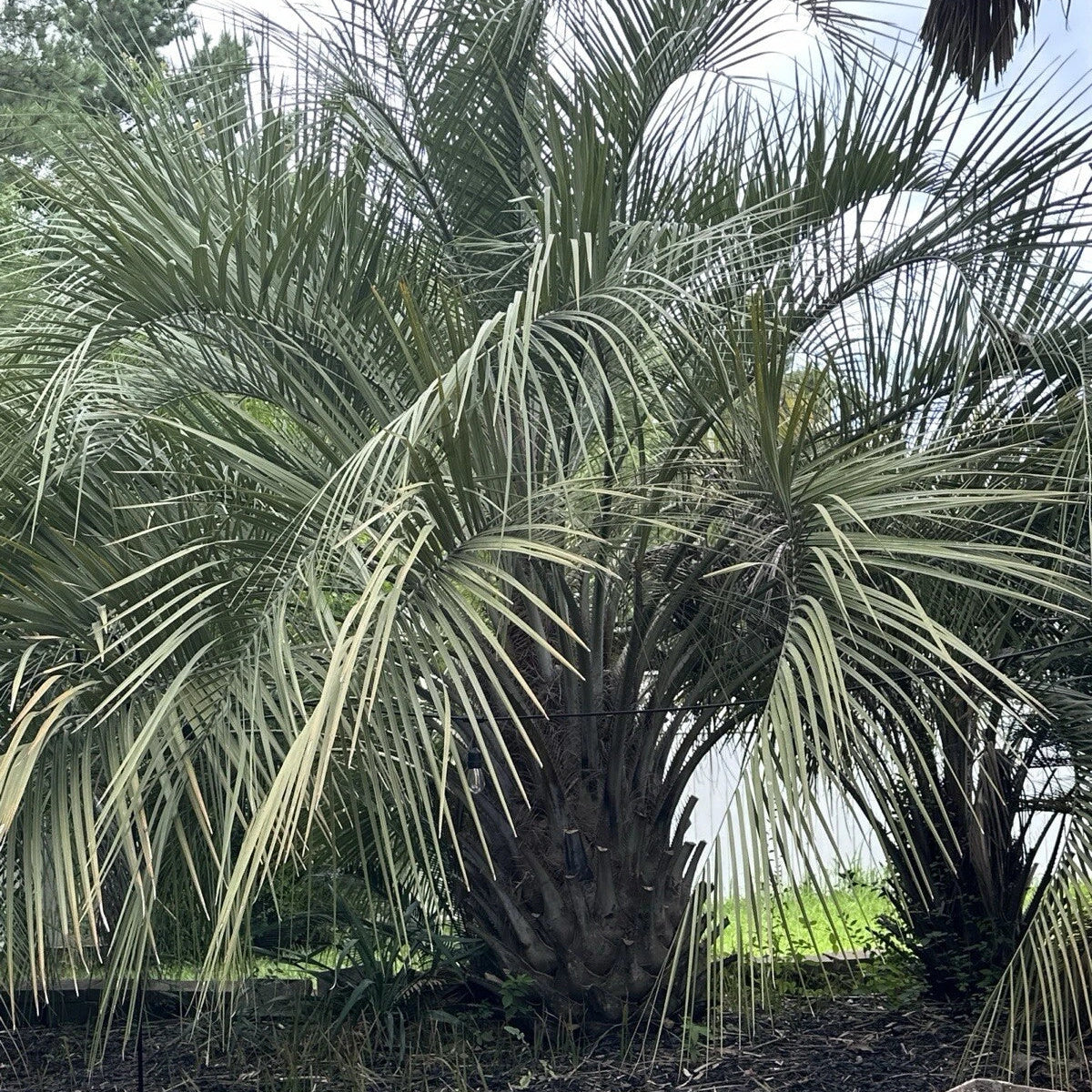 Pindo Palm Tree Seeds Butia Capitata - Edible Jelly Palm - Tropical Fruit & Ornamental Tree