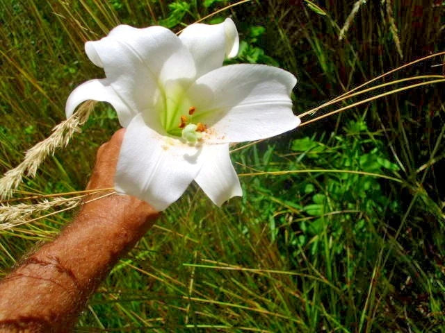 White Formosa Lily Lilium Formosanum Tall Perennial Flower Seeds