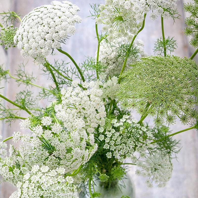 Bishop’s Flower Ammi Majus Perennial Garden Flower Seeds