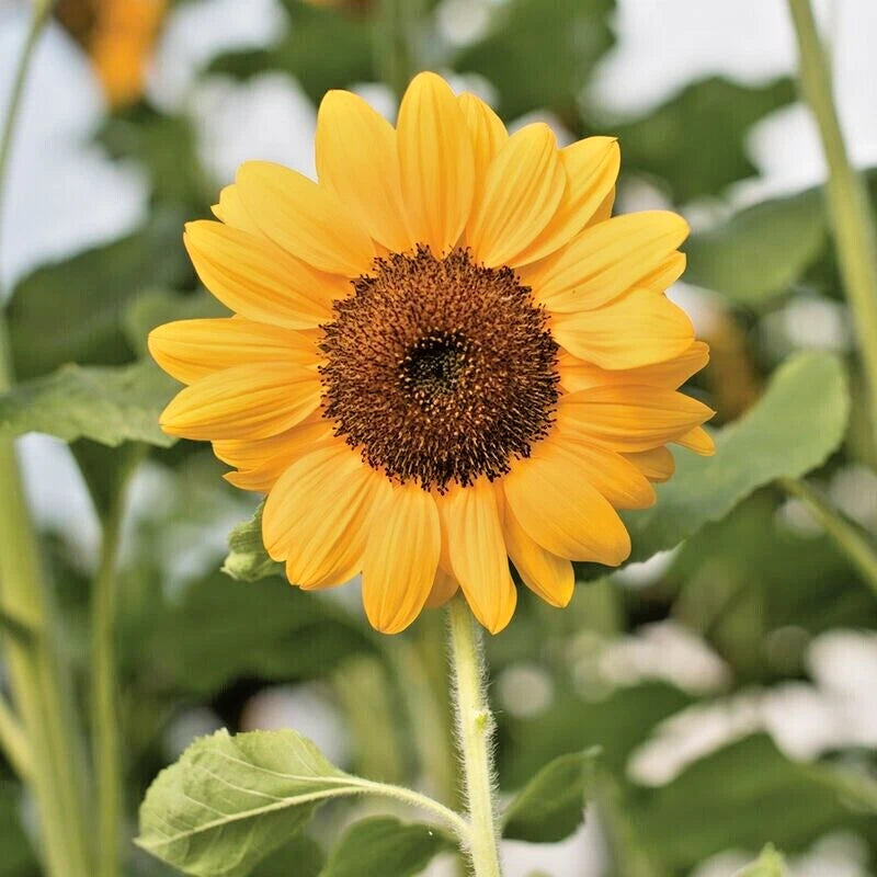 Vincents Choice Sunflower Helianthus Annuus – Colorful Garden Flower Seeds