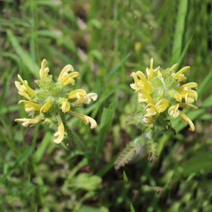 Wood Betony – Colorful Wildflower Garden Seeds