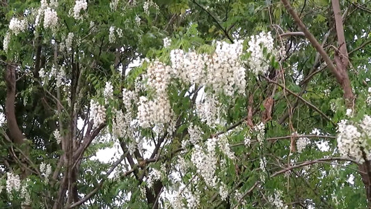 Robinia Pseudoacacia Tree Seeds Fragrant Cold Hardy Black Locust – Fragrant, Hardy Flower Seeds
