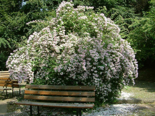 Kolkwitzia Amabilis – Cold Hardy Flowering Beauty Bush Seeds