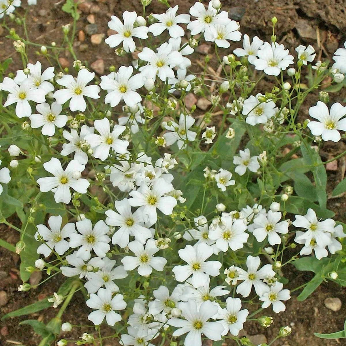 Baby’s Breath Annual Garden Flower Seeds