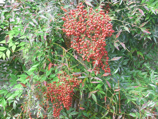 Heavenly Bamboo Nandina domestica Ornamental Shrub Garden Seeds