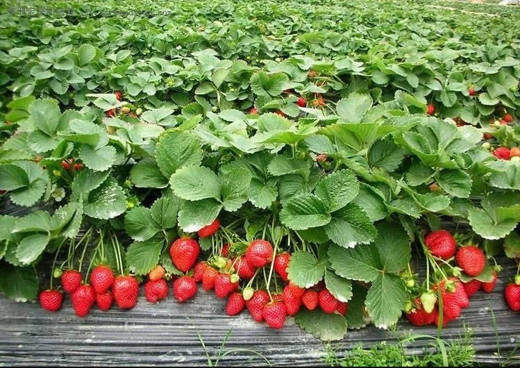 Red Strawberry – Sweet Juicy Fruit Seeds