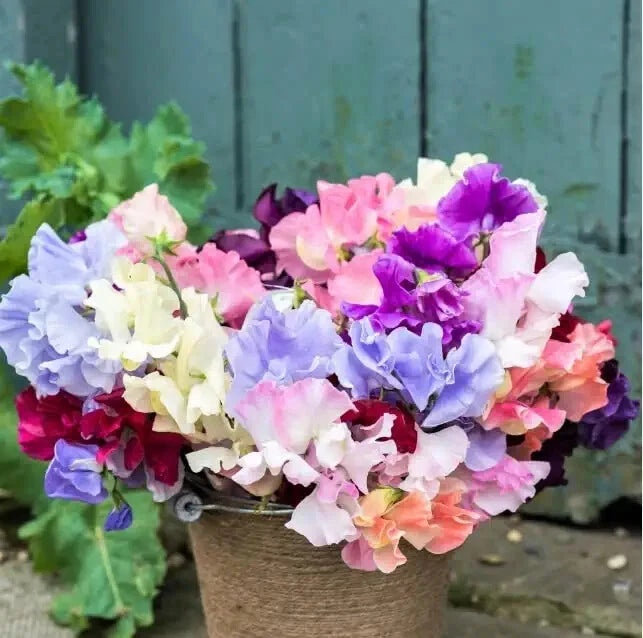 Fragrant Sweet Pea Seeds to Plant Royal Family Lathyrus odoratus Seeds