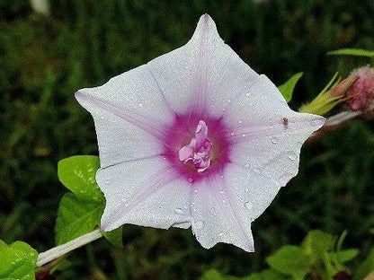 Kikyo Lime Cloud – Garden Flower Seeds