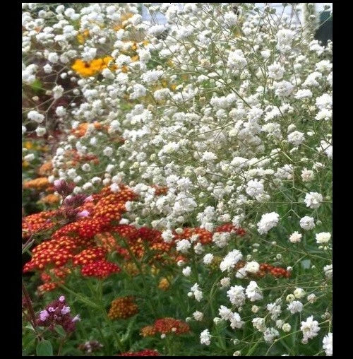 Babys Breath White Gypsophila Elegans Hardy Garden Flower Seeds