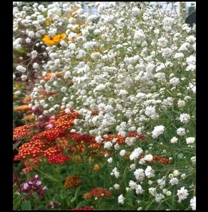Babys Breath White Gypsophila Elegans Hardy Garden Flower Seeds
