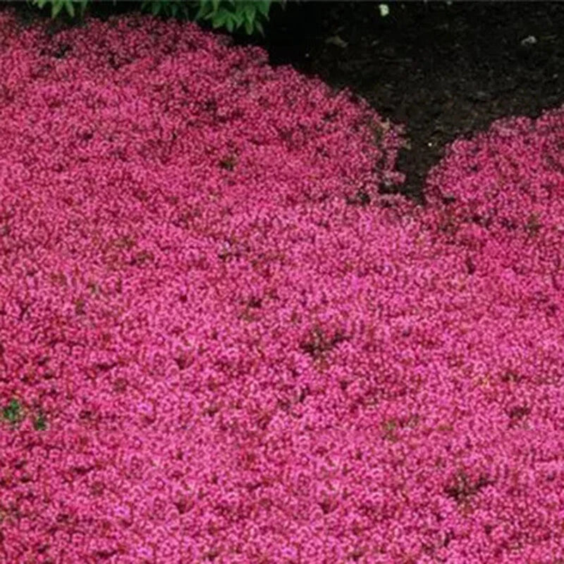 THYMUS SERPYLLUM SEEDS - CREEPING THYME WILD BRECKLAND THYME SEEDS - Herb Seeds