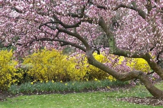 Magnolia Tree – Pink White Flowering Tree Seeds
