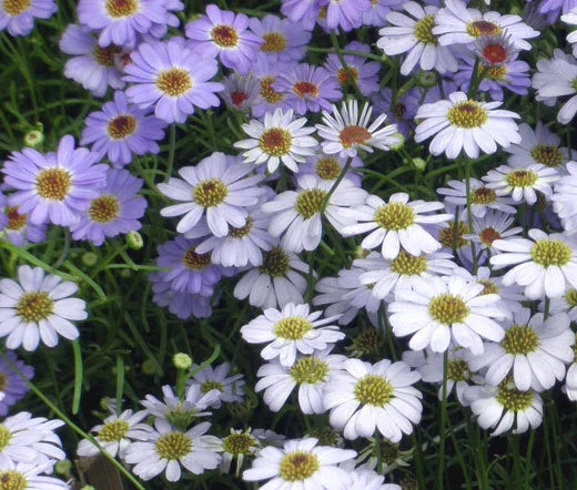 Brachycome Mixed Colors Brachycome Iberidifolia – Compact Garden Flower Seeds