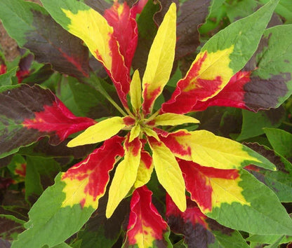 Amaranthus Amaranthus Tricolor – Perfecta Garden Flower Seeds