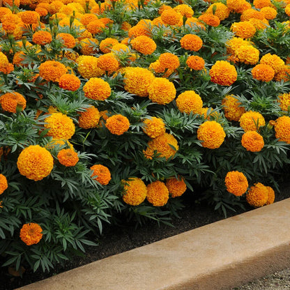 Marigold Dwarf Double Mix Colorful Garden Flower Seeds