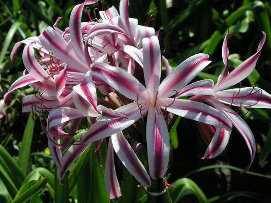 Crinum Lily Baconi Maurine Spinks Small-Size Bulb