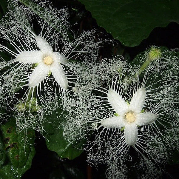 Chinese Cucumber Trichosanthes Kirilowii Climbing Herb Seeds