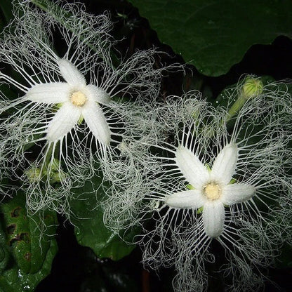 Chinese Cucumber Trichosanthes Kirilowii Climbing Herb Seeds