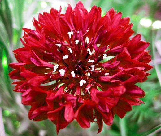 Cornflower Bachelor’s Button Red Centaurea Cyanus – Colorful Garden Flower Seeds