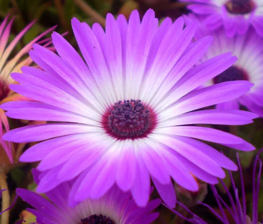 Ice Plant Delosperma Floribunda – Purple Stardust Garden Flower Seeds