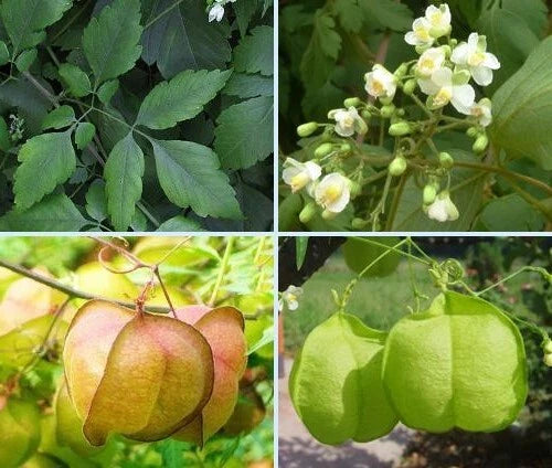 Balloon Vine Cardiospermum Halicacabum Climbing Flower Seeds