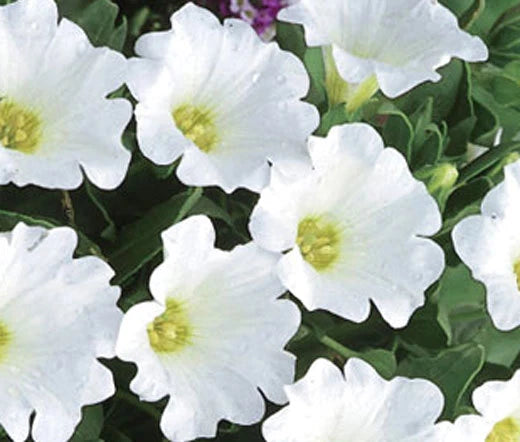 Chilean Bellflower White Nolana Paradoxa – Hardy Garden Flower Seeds
