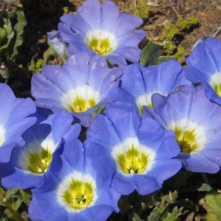 Nolana Paradoxa – Chilean Bellflower Blue Wildflower Seeds