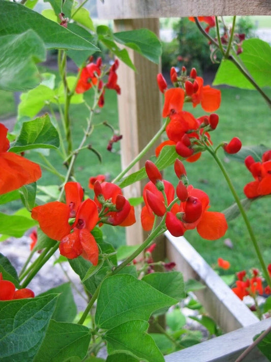 Phaseolus Coccineus Seeds Flower Seeds for your garden