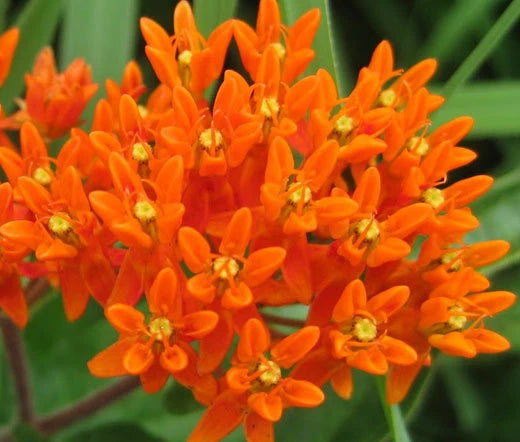 Butterfly Weed Orange Asclepias Tuberosa – Pollinator Friendly Flower Seeds