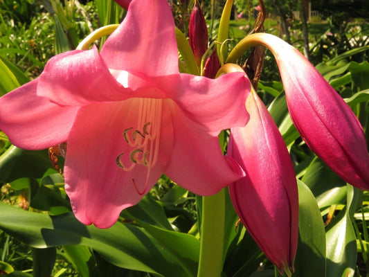 Crinum Lily Pink Floyd Large Blooming-Size Bulb New Amazing - Flower Seeds