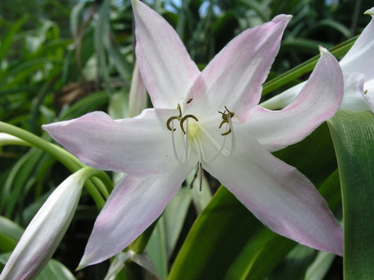 Crinum Lily Bayou – Garden Flower Seeds for Planting