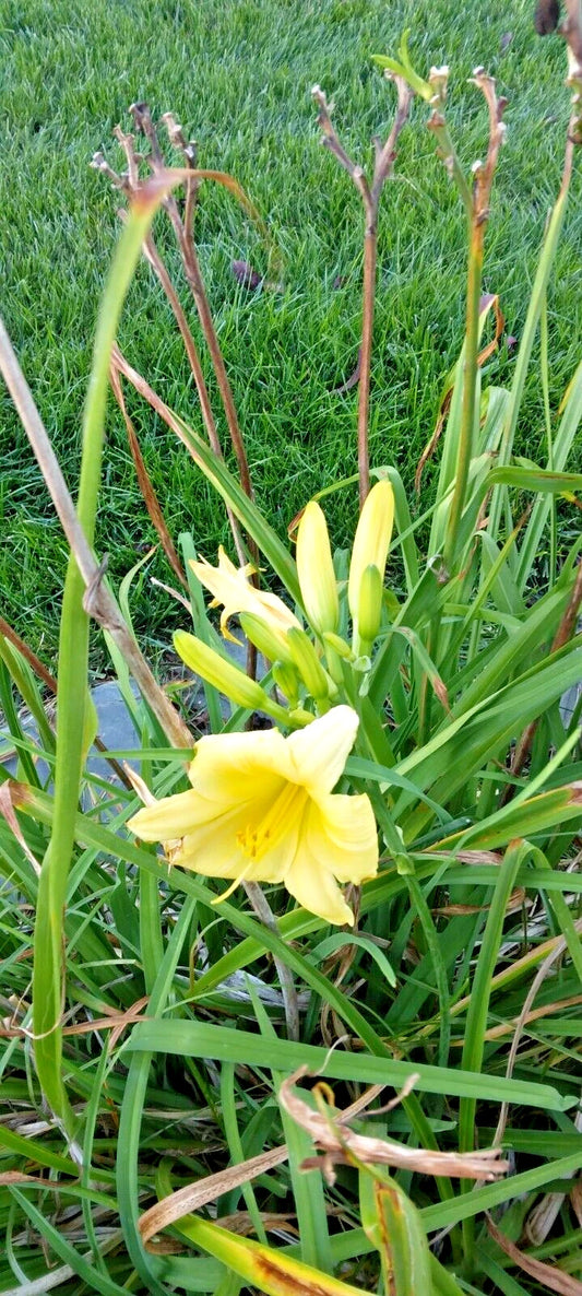 Light Yellow Daylily Hemerocallis – Perennial Flower Seeds