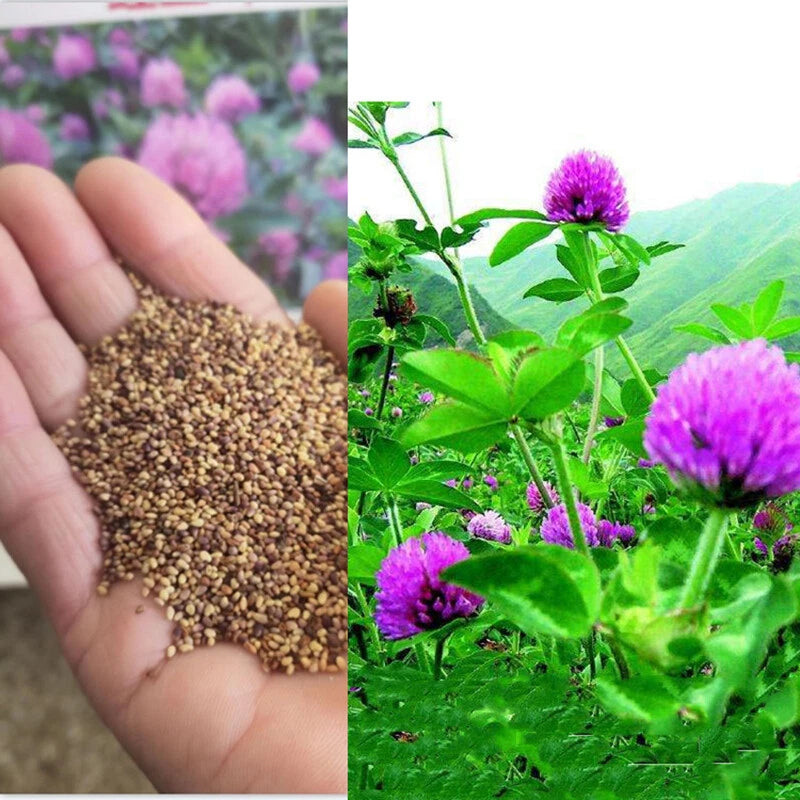 Red Clover Trifolium Pratense – Hardy Perennial Flower Seeds