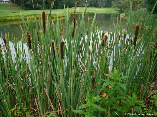 Cattail Bulk Seeds – Garden Flower Seeds for Planting