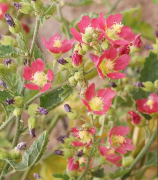 Desert Globemallow Sphaeralcea Ambigua Hardy Flower Seeds