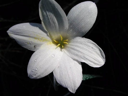 Rain Lily Zephyranthes Antarcticia New Habranthus - Flower Seeds