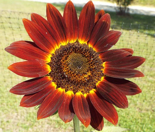 Sunflower Velvet Queen Helianthus Annuus – Colorful Garden Flower Seeds
