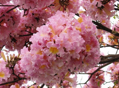 Pink Poui Tabebuia Rosea – Flowering Tropical Tree Seeds