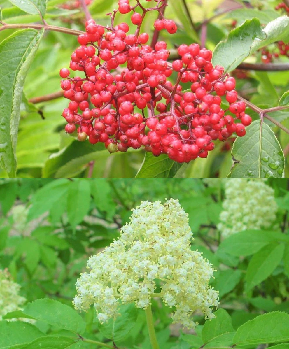 Red Elderberry Sambucus Racemosa – Cold Hardy Perennial Shrub Seeds