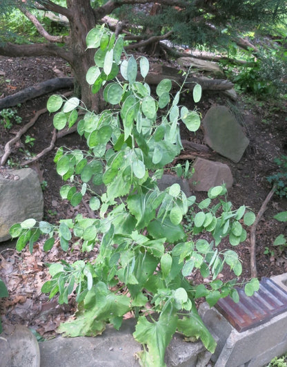 Money Plant Silver Dollar Lunaria Honesty Heirloom Fresh " Stems You Dry – Perennial Flower Seeds