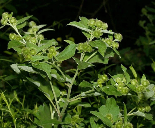 Lesser Burdock Arctium Minus – Wildflower Herb Garden Seeds