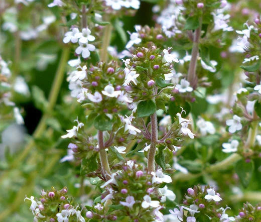 Thyme Thymus Vulgaris Hardy Culinary Herb Garden Seeds
