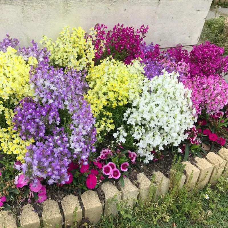 Linaria Maroccana Colorful Garden Flower Seeds